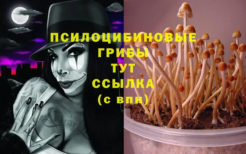 Галлюциногенные грибы MAGIC MUSHROOMS  Калининск 